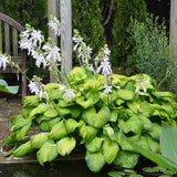 Guacamole' hosta with green leaves and cream margins in a pot