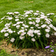 Whitecaps stokesia laevis in a pot with white blooms