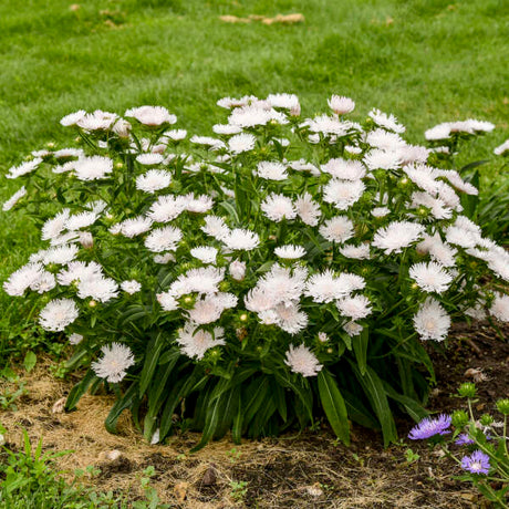 Whitecaps stokesia laevis in a pot with white blooms