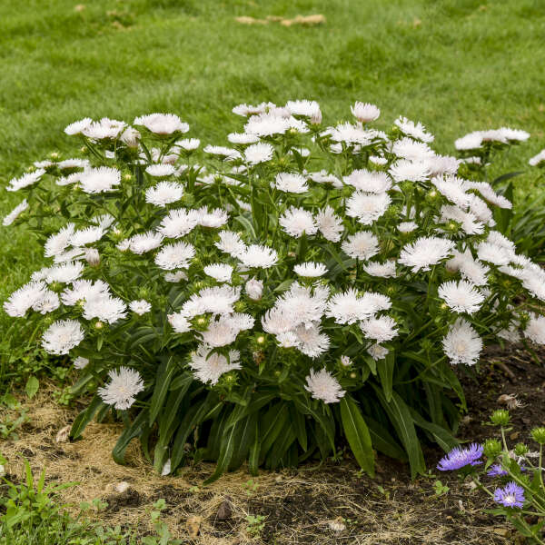 Whitecaps stokesia laevis in a pot with white blooms