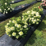 Fire Light Tidbit panicle hydrangea in a pot