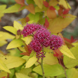 Double Play Candy Corn spiraea in a garden pot