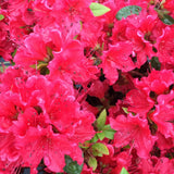 Red reblooming azalea in a nursery pot