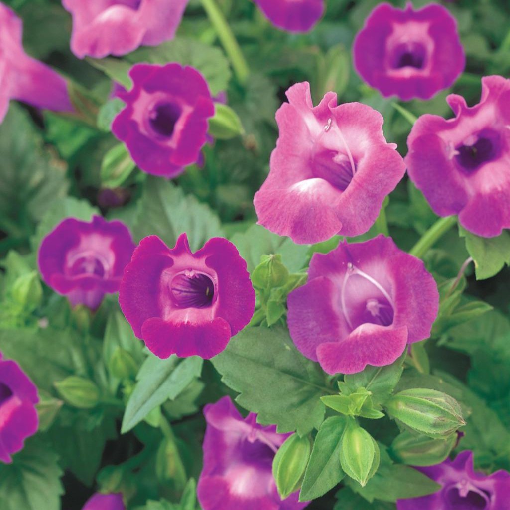 Summer Wave® Large Amethyst Torenia | Proven Winners