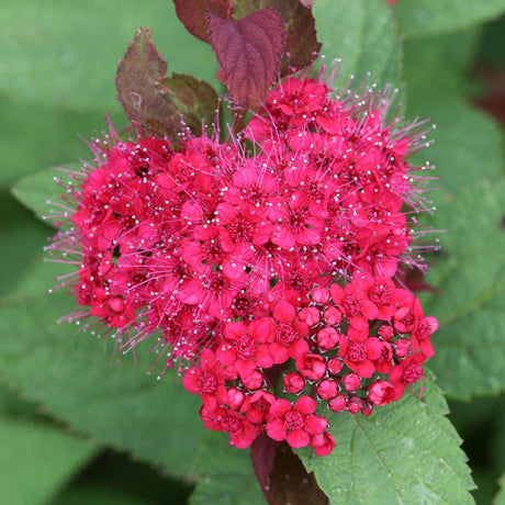Spiraea DOUBLE PLAY DOOZIE® shrub with pink flowers in pot