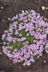 Pink Radiance Delosperma with pink flowers in a pot