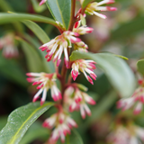 Sweet Box plant in a pot with glossy green leaves
