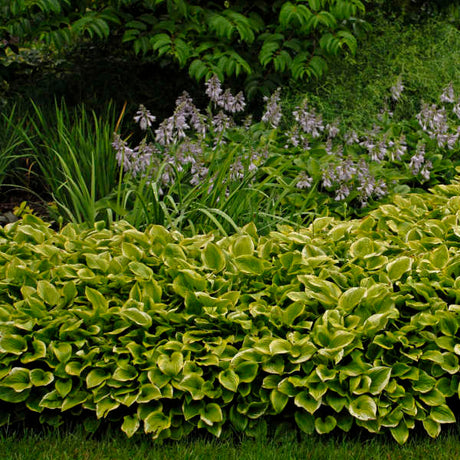 Golden Tiara hosta with green and gold variegated leaves