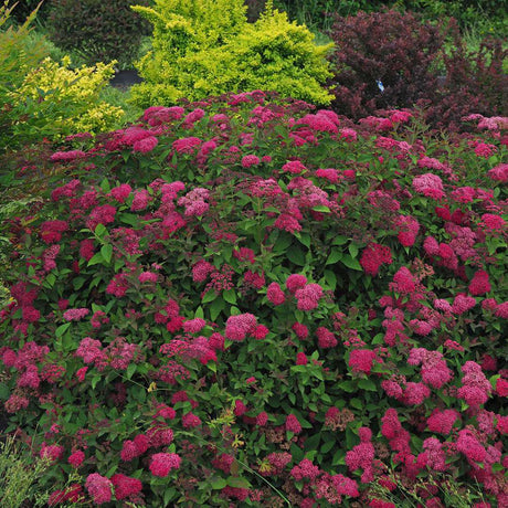Spiraea Double Play Doozie in a nursery pot