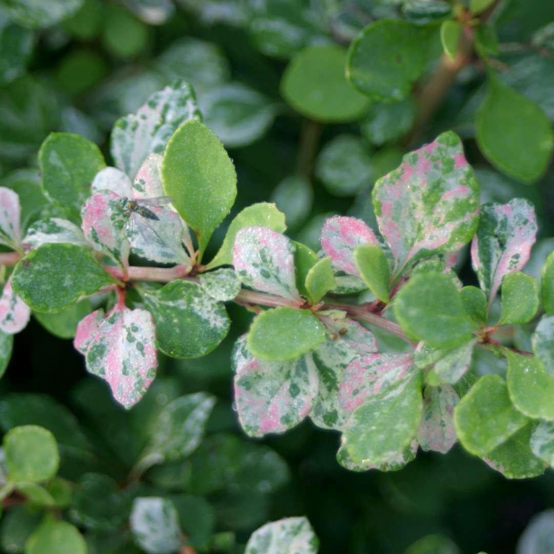 Sunjoy Sequins barberry with variegated leaves in a pot