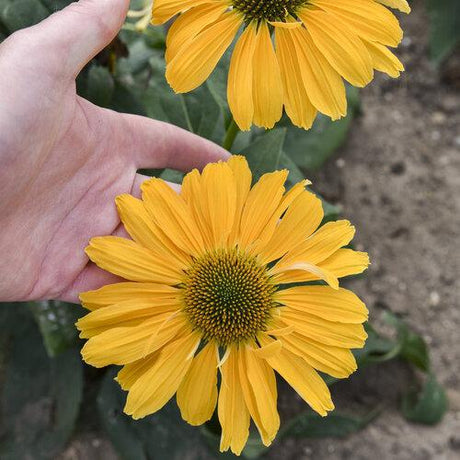 Color Coded One in a Melon coneflower in a pot