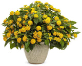 Luscious Royale Lemon Tart lantana in bloom in a pot