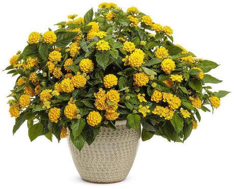 Luscious Royale Lemon Tart lantana in bloom in a pot