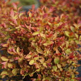Spiraea Double Play Doozie in a nursery pot
