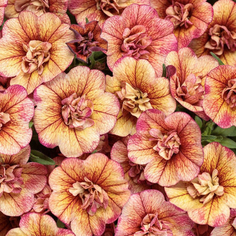 Superbells Double Vintage Coral calibrachoa in a pot