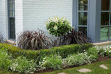 Purple fountain grass in a nursery pot with arching purple blades