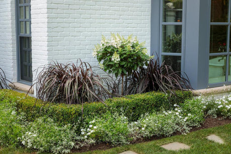 Purple fountain grass in a nursery pot with arching purple blades