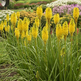 Kniphofia 'Solar Flare' with orange-red flower spikes in pot