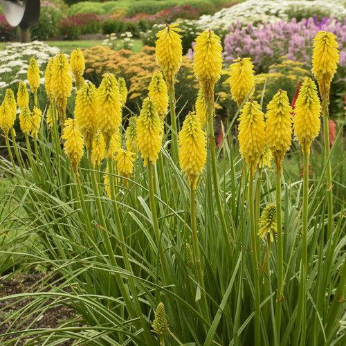 Kniphofia 'Solar Flare' with orange-red flower spikes in pot