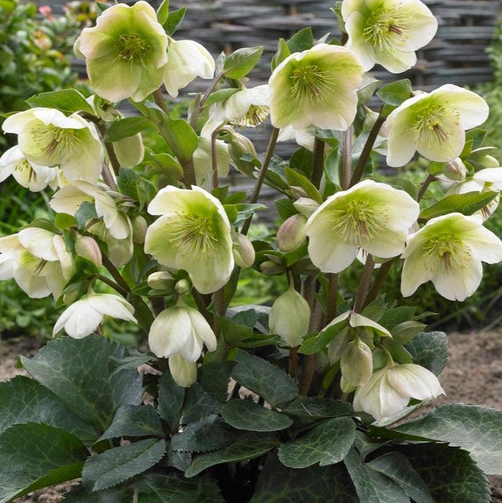 Frostkiss Molly's Hellebore