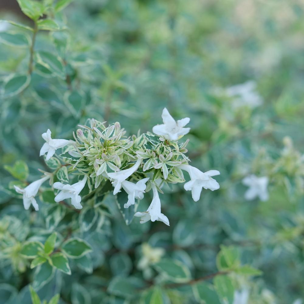 MUCHO GUSTO™ Abelia – Creekside Nursery, Inc
