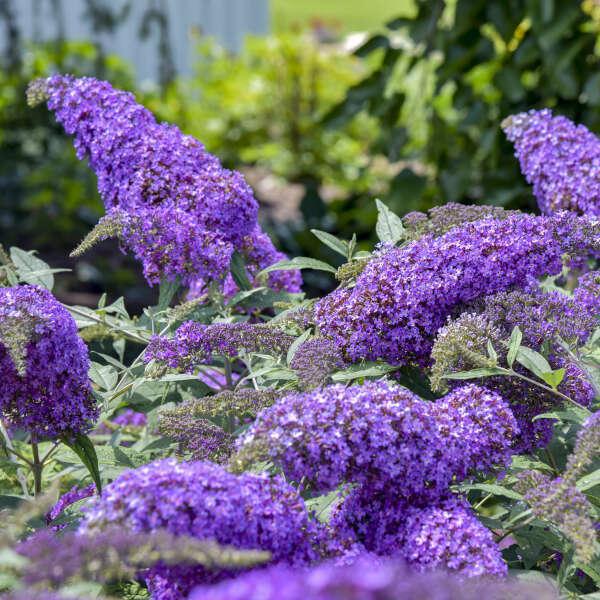 Violet Cascade buddleia in bloom in a nursery pot
