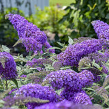 Violet Cascade buddleia in bloom in a nursery pot