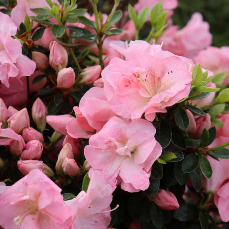 Pink Carpet reblooming azalea with pink blooms in a pot