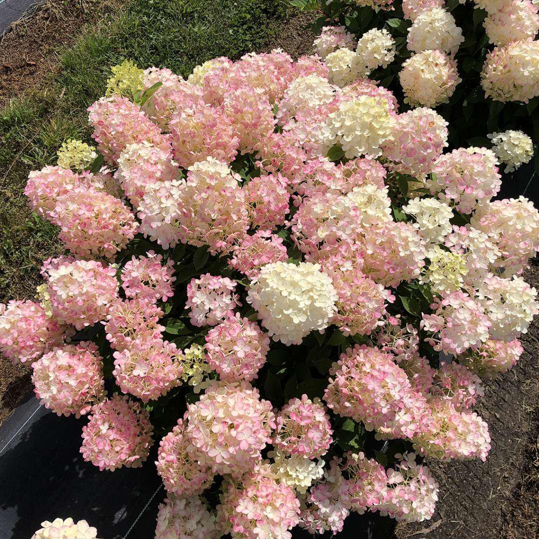 Fire Light Tidbit panicle hydrangea in a nursery pot