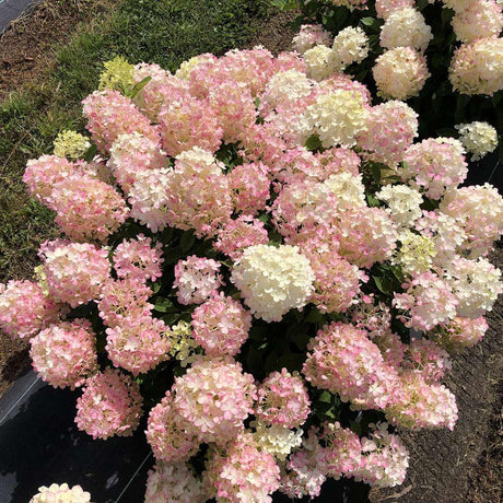 Fire Light Tidbit panicle hydrangea in a nursery pot