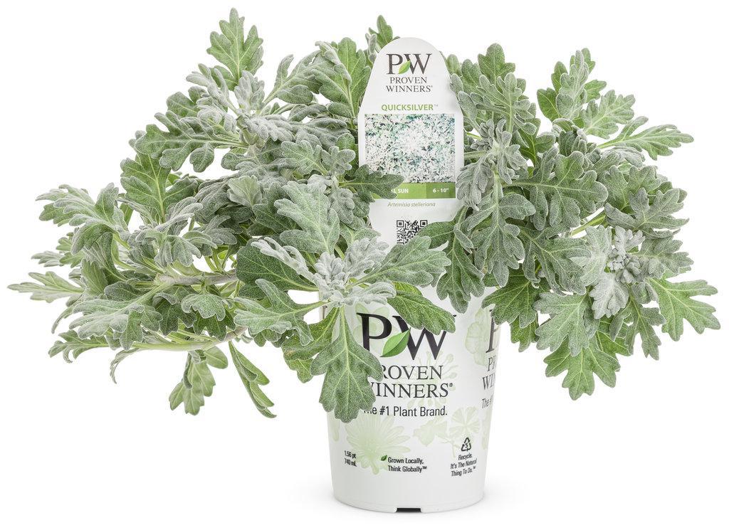 Silver Bullet® artemisia with silvery foliage in a pot