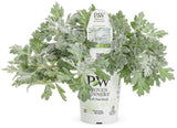 Silver Bullet® artemisia with silvery foliage in a pot