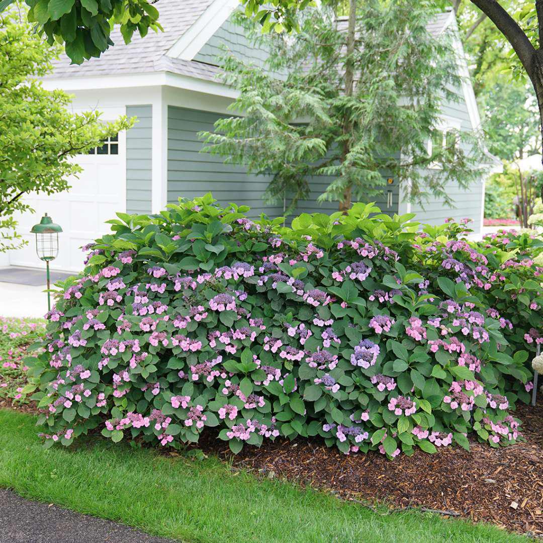 'Tuff Stuff' Reblooming Mountain Hydrangea