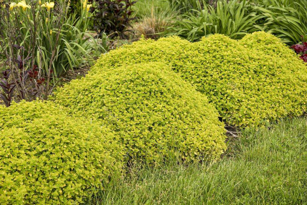 Drops of Jupiter ornamental oregano in a nursery pot