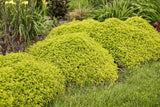 Drops of Jupiter ornamental oregano in a nursery pot