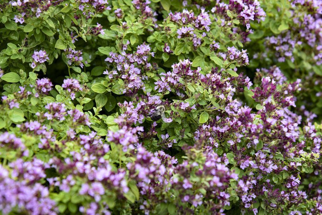 Drops of Jupiter ornamental oregano in a nursery pot