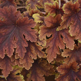 Copper King heucherella in a nursery pot