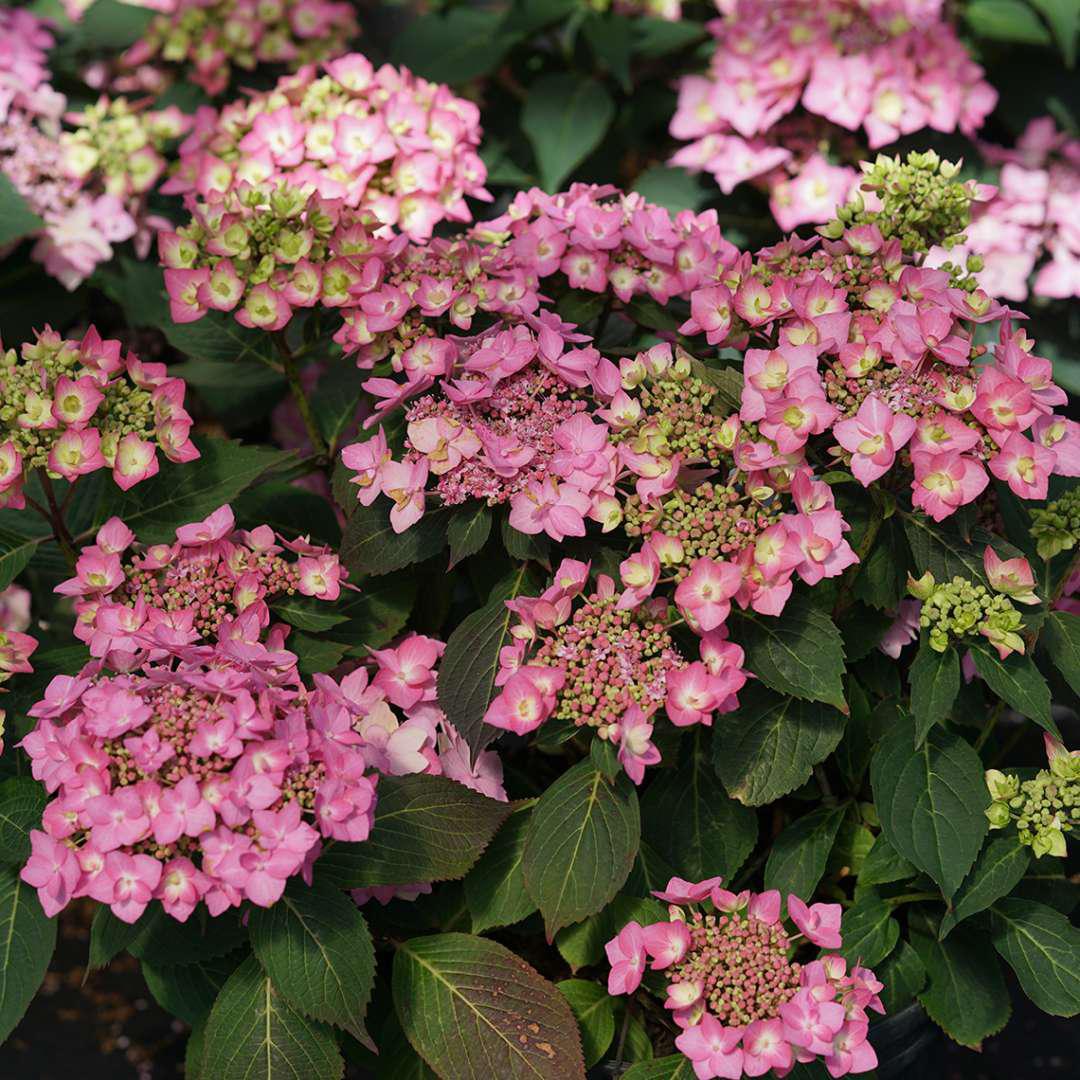 Proven Winners Let's Dance Can Do Hydrangea Shrub - Thumbnail 3