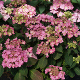 Let's Dance Can Do! reblooming hydrangea in a pot