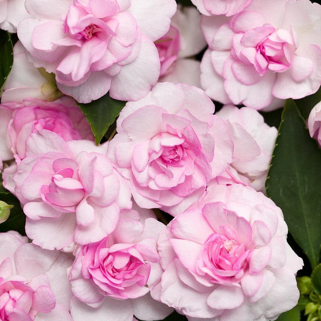 Rockapulco Appleblossom double impatiens in bloom in a pot