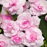 Rockapulco Appleblossom double impatiens in bloom in a pot