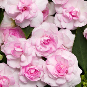 Rockapulco Appleblossom double impatiens in bloom in a pot