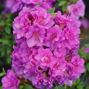 Double purple reblooming azalea in a nursery pot