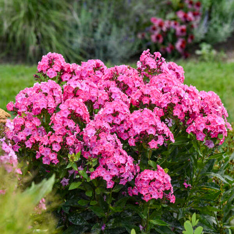 Pink phlox paniculata blooms in a nursery pot