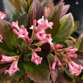 Sweet Talker viburnum in a nursery pot with green foliage