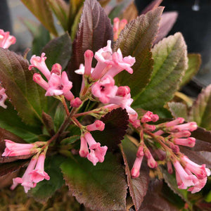 Sweet Talker viburnum in a nursery pot with green foliage