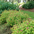Double Play Dolly spirea with pink flowers in a pot
