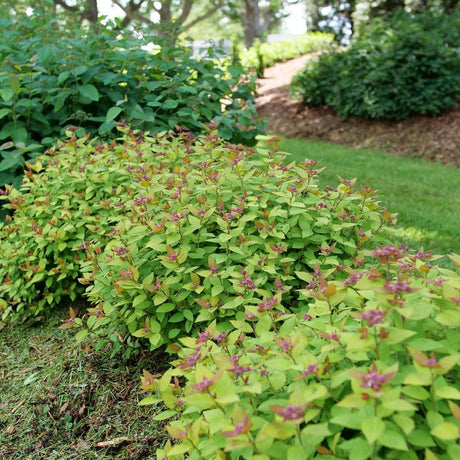 Double Play Dolly spirea with pink flowers in a pot