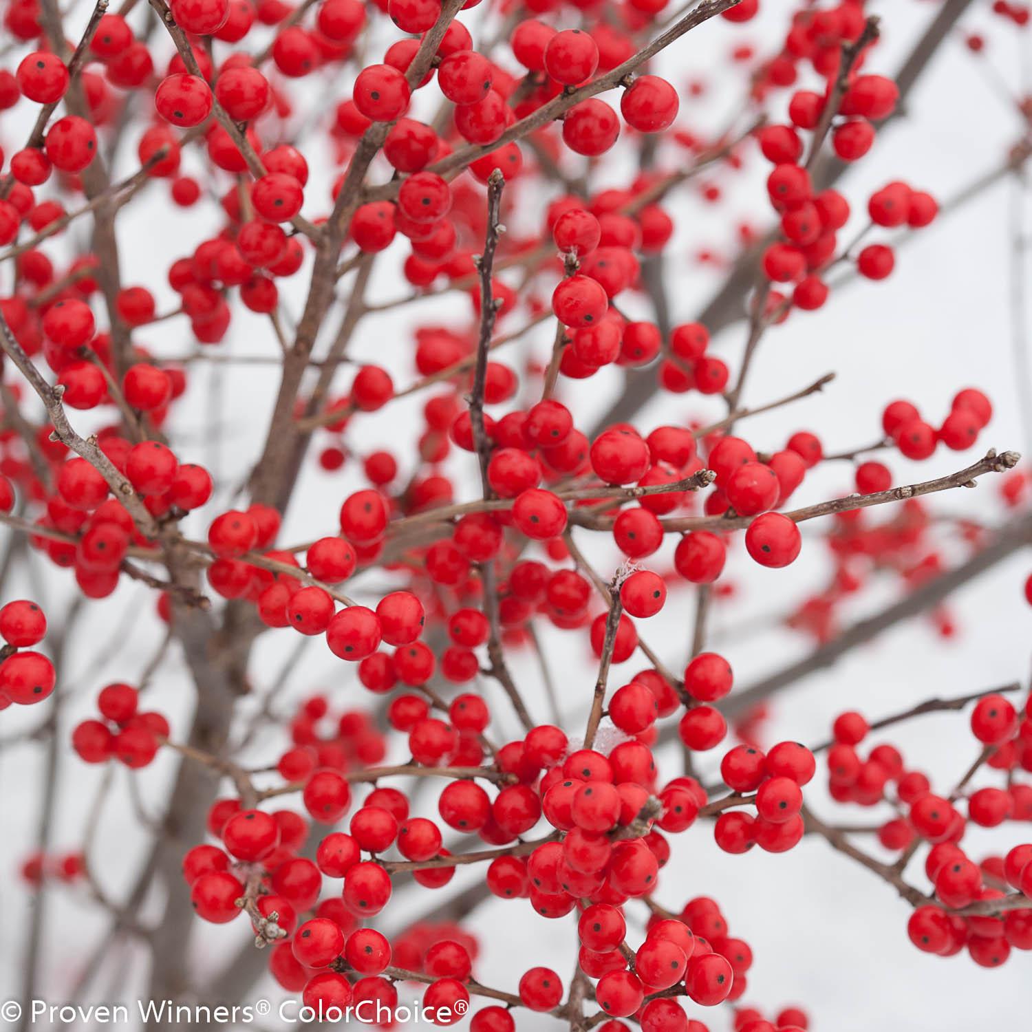 BERRY POPPINS® Holly- Winterberry – Creekside Nursery, Inc