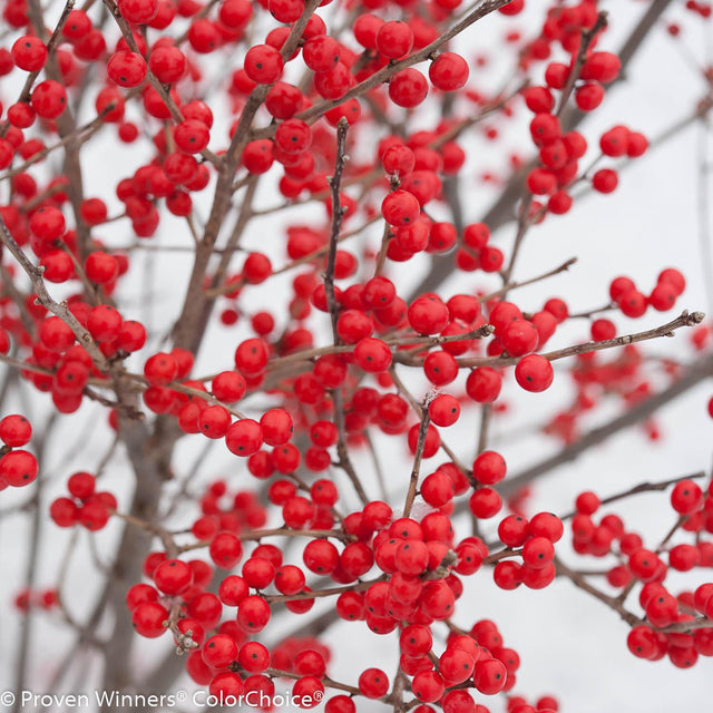 Berry Poppins winterberry holly in a nursery pot
